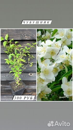 Спирея, пузыреплодник, чубушник, дерен