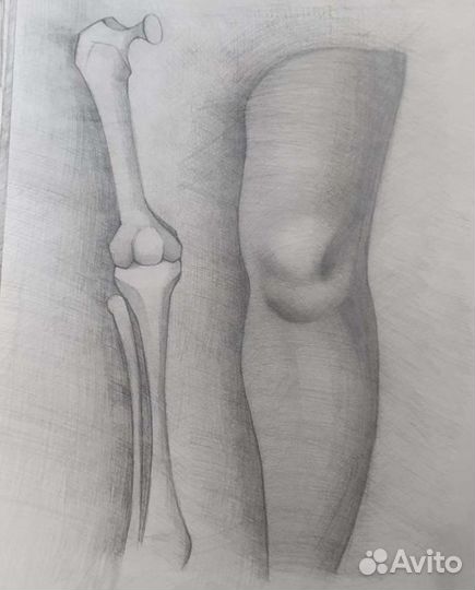 Набросок коленей, учебные работы
