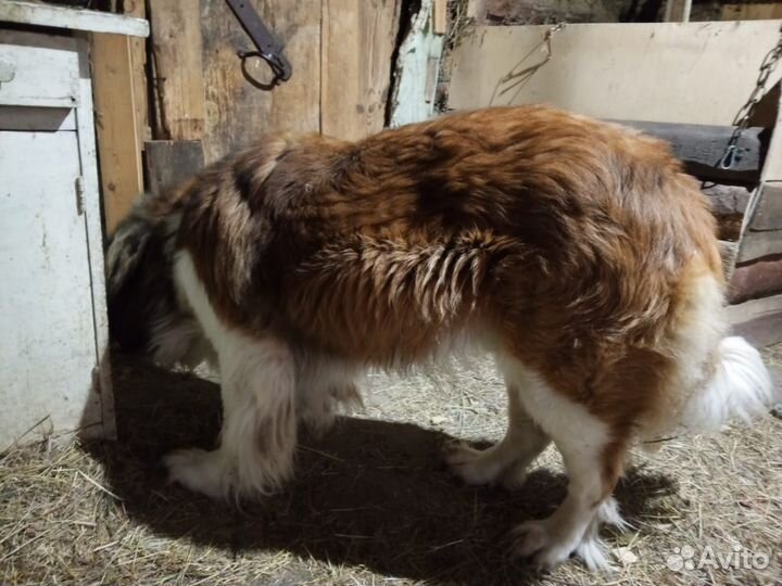 Щенок московской сторожевой