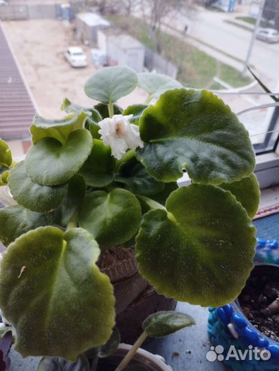 Комнатные растения