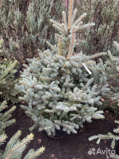 Ель голубая в горшке