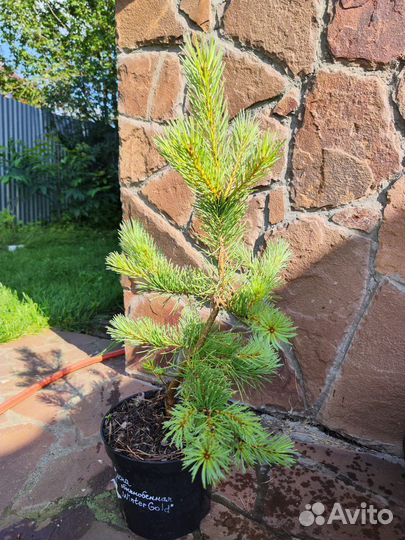 Сосна винтер голд