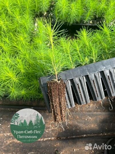 Сеянцы зкс Сосна Ель Лиственница окс Голуб Горн