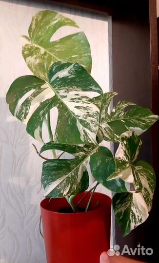 Монстера вариегатная альба
