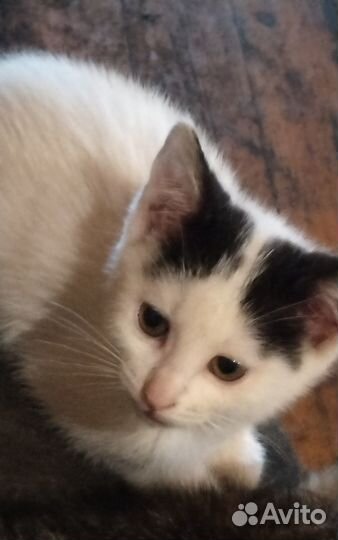 Девочка - Серые ушки и хвостик 3 мес