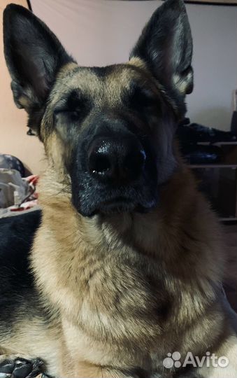 Погуляю с вашей собакой