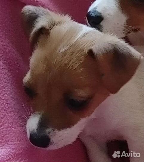 Джек Рассел щенки