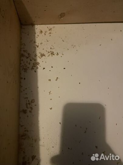 Клопы, тараканы, обработка бытовок