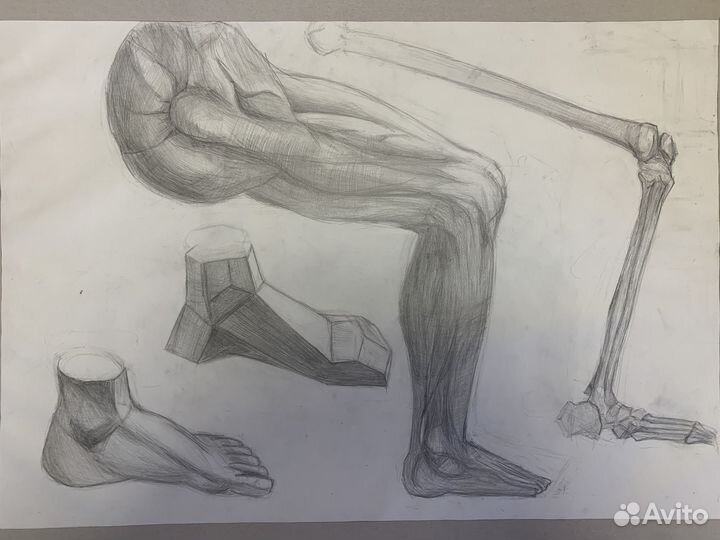 Анатомия человека рисунок