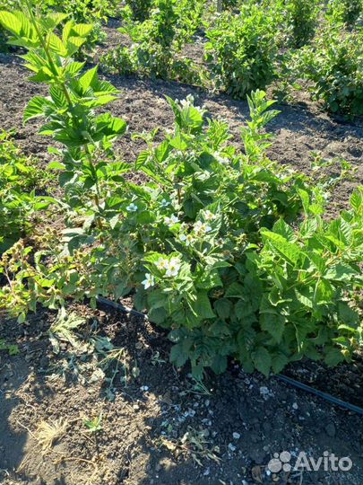 Ягоды Ежевики