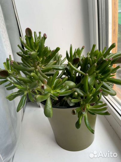 Толстянка, крассула Хоббит