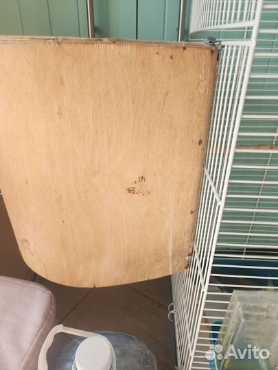 Семейная пара попугаев Корелла