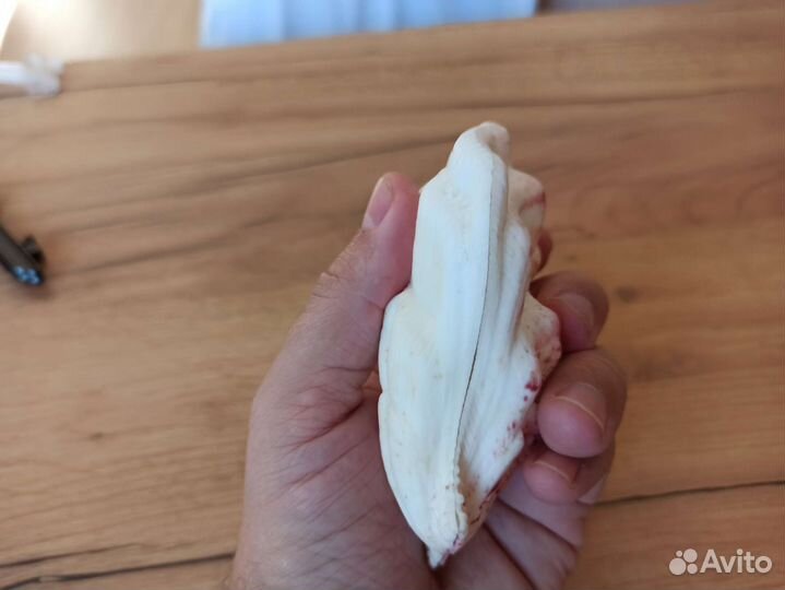 Морская раковина