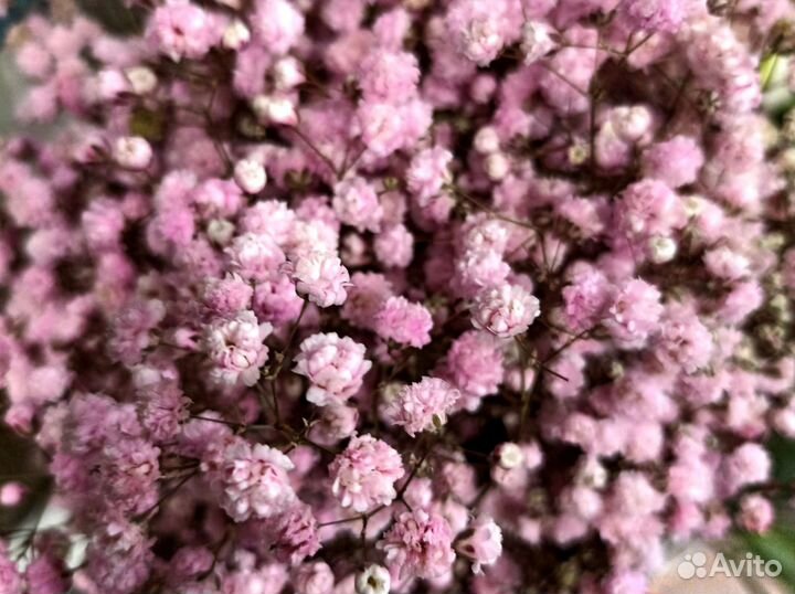 Цветная гипсофила, букеты с доставкой