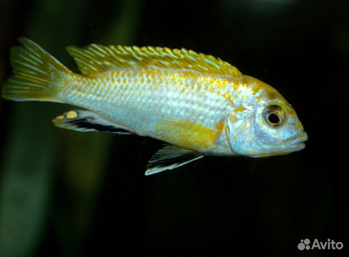 Малавийские цихлиды из Волгограда