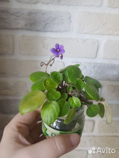 Фиалки-трейлеры, взрослые, свежий срез