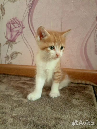 Отдам в добрые руки