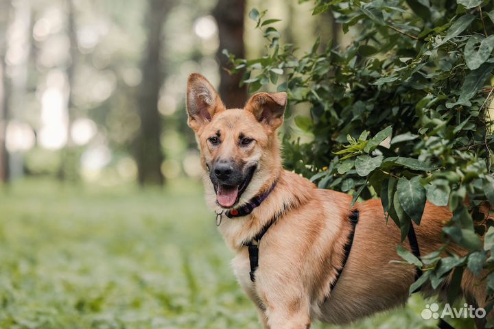 Щенок в добрые руки