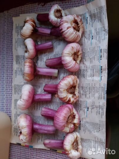 Гладиолусы луковицы