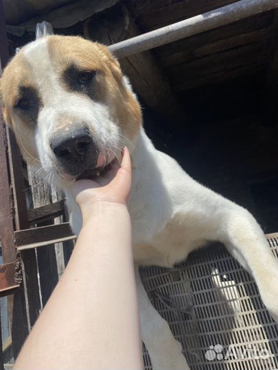 Ищем невесту (среднеазиатская овчарка)