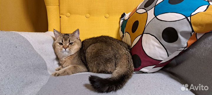 Шотладский кот вязка