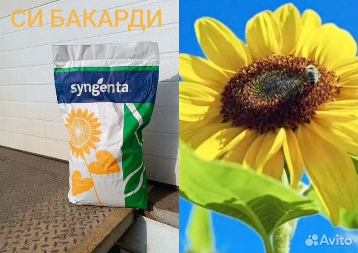 Си Бакарди Syngenta семена подсолнечника