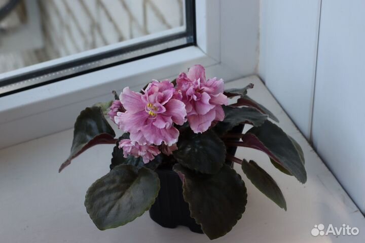 Фиалка пт-Коко Локо