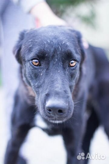 Собака бесплатно