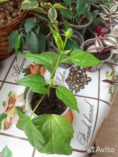 Замиокулькас