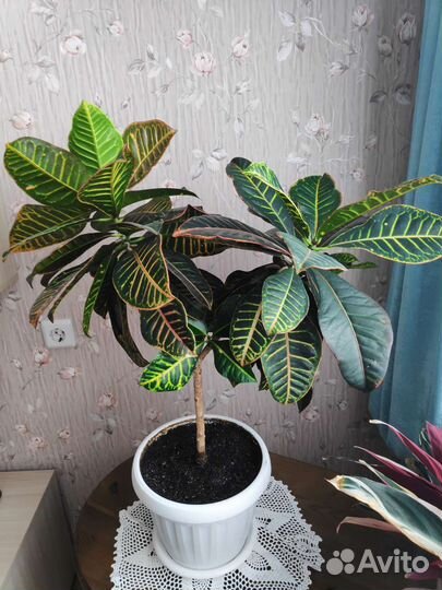 Кодиеум кротон Петра