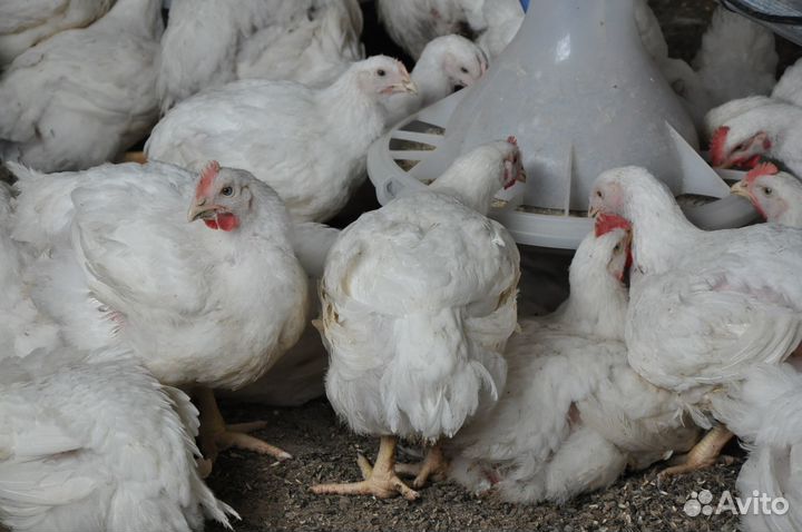 Куры бройлеры тушки