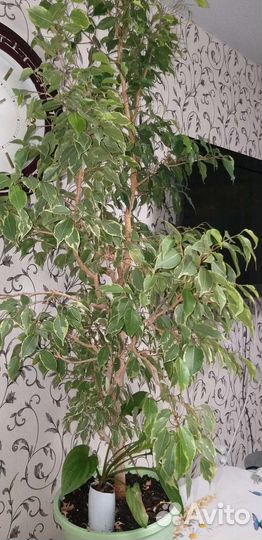 Фикус бенджамина большой