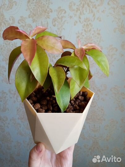 Кактус листовой Перексия