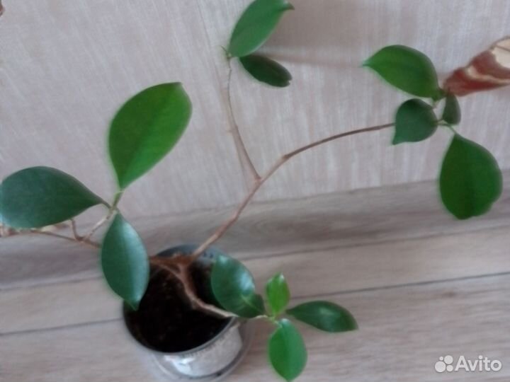 Фикус Бонсай