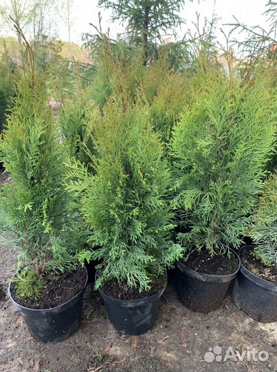 Туя западная Смарагд