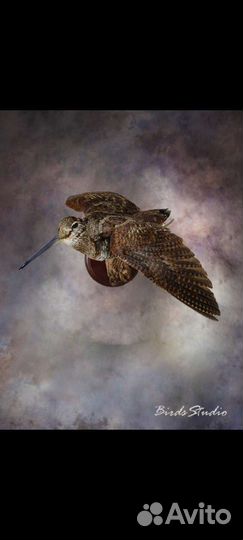 Чучело вальдшнеп