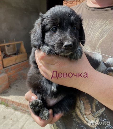 Собаки щенки шпиц+русский спаниель