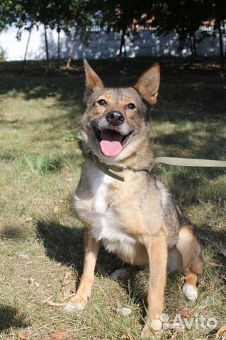 Добрая собака для добрых людей