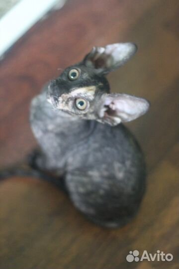 Кошечка Корниш-рекс