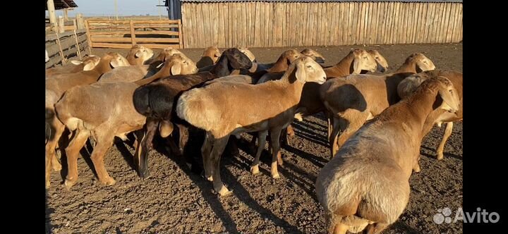 Продаются Бараны и матки