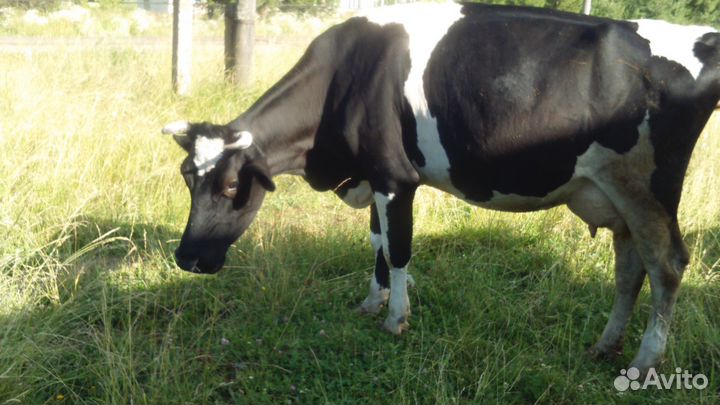 Продам корову