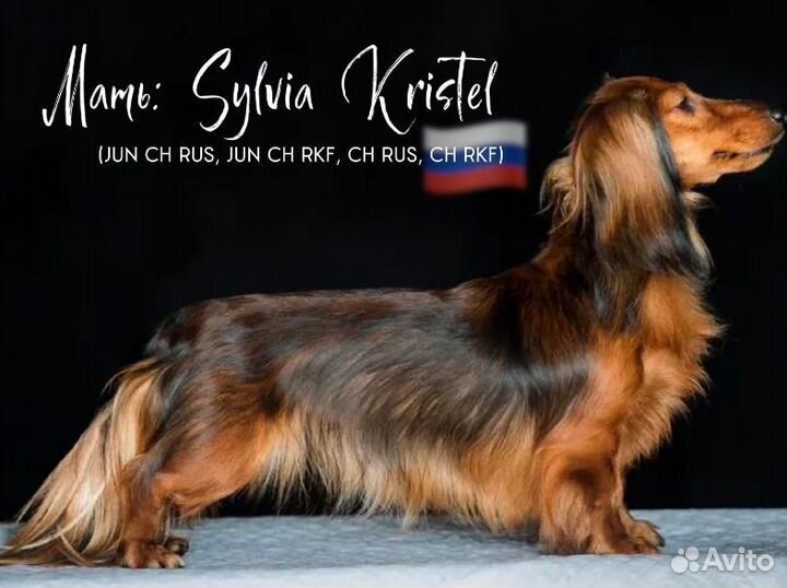 Щенок длинношерстной кроличьей таксы