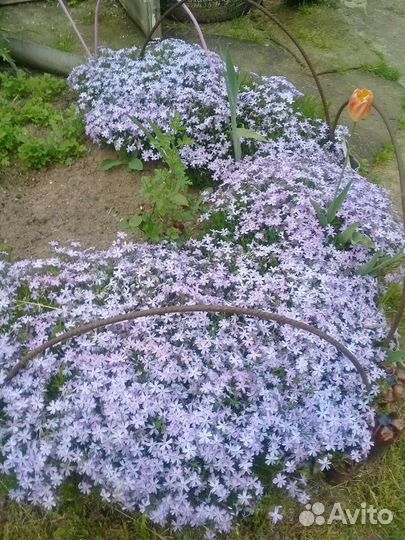 Садовые цветы