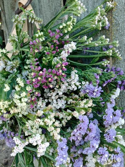 Статица сухоцвет