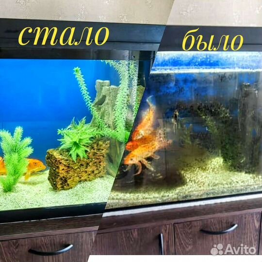 Позеленел аквариум. Обслуживание, чистка аквариума