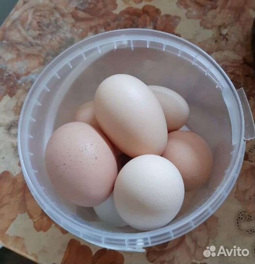 Домашние куриные яйца