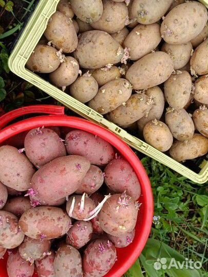 Картофель семенной красный и белый