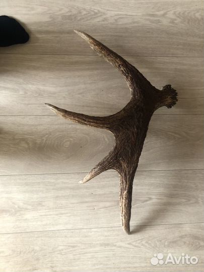 Продам рога лося