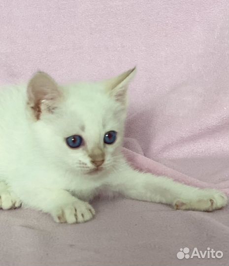 Тайские котята