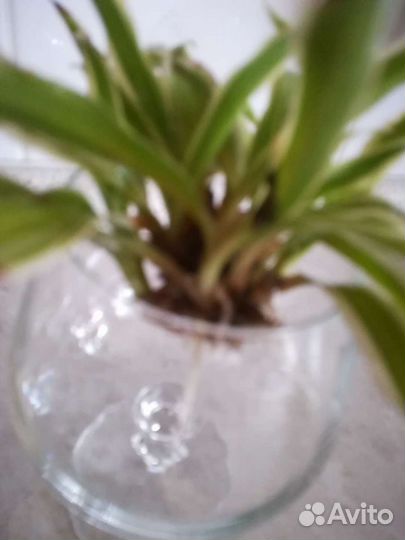 Хлорофитум